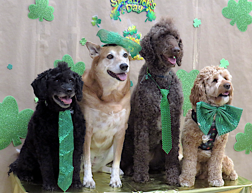 Dog Studio Photo 11