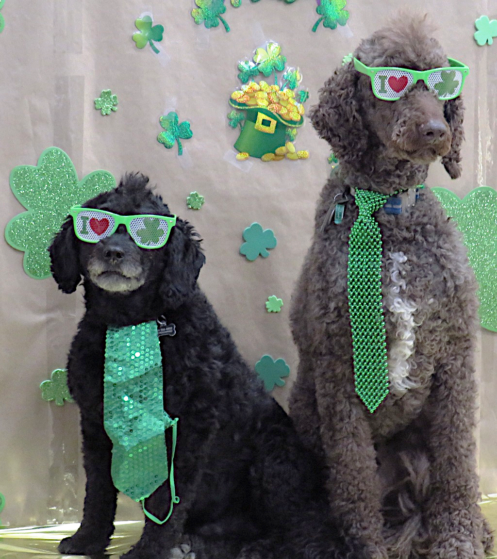 Dog Studio Photo 12