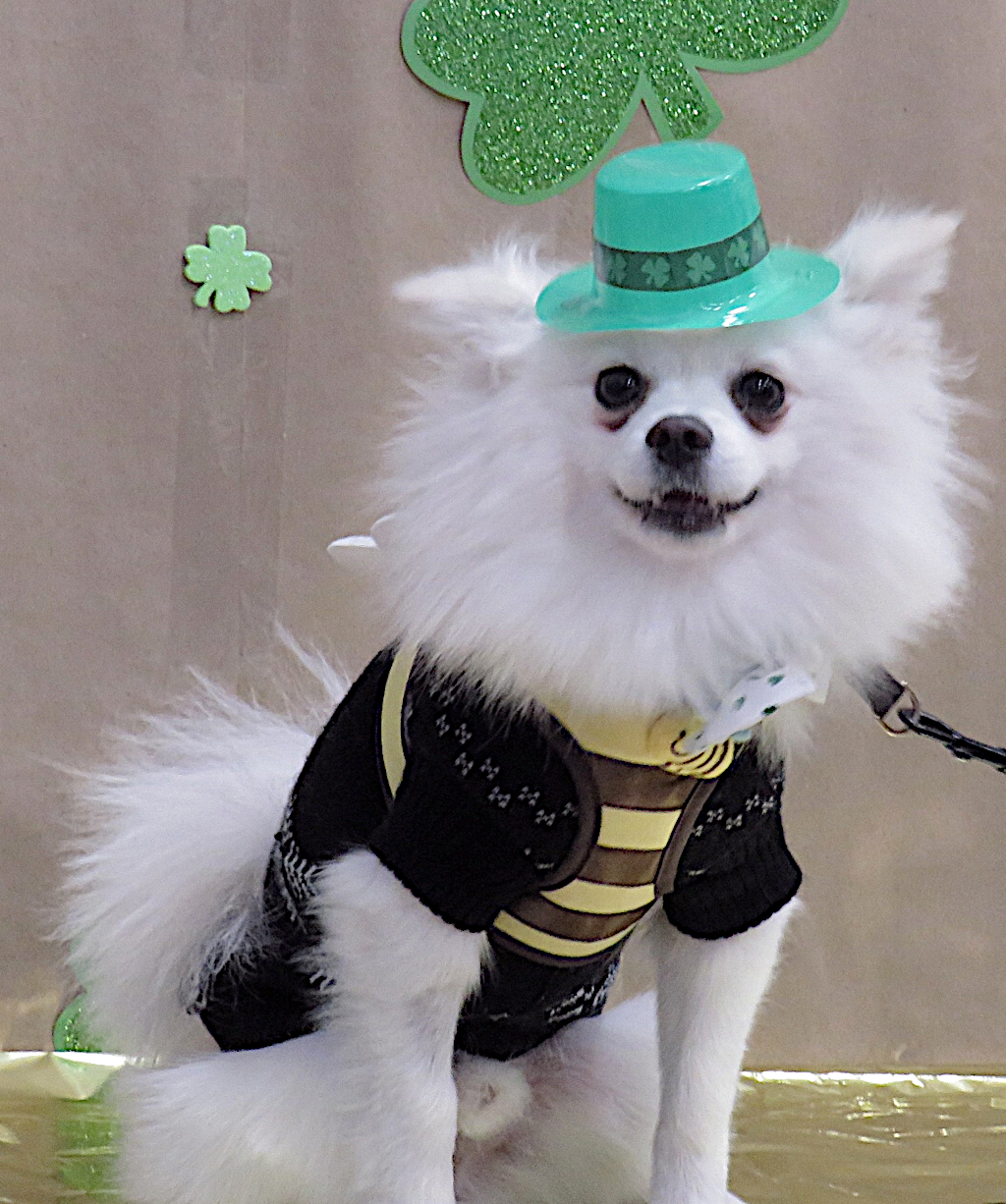 Dog Studio Photo 15