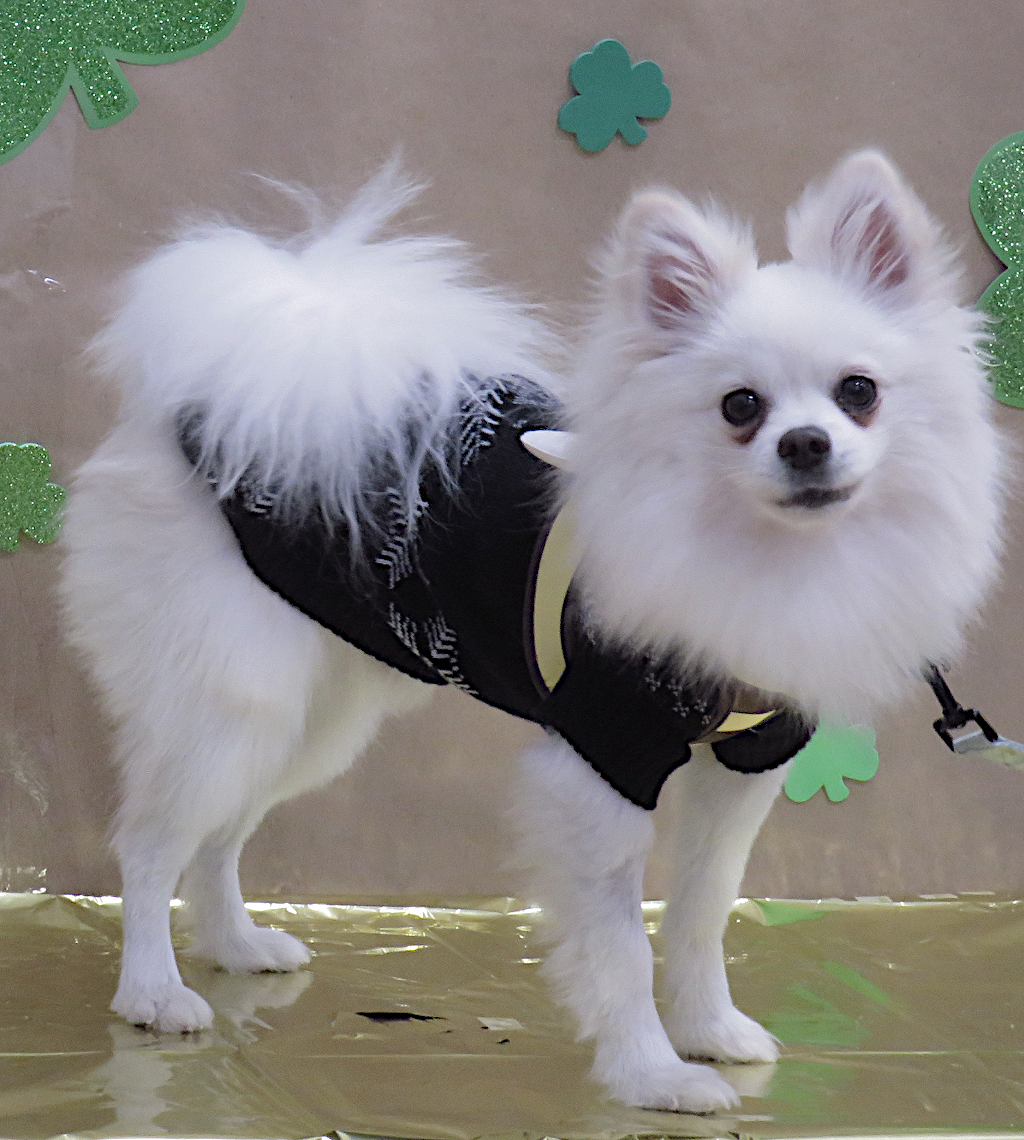 Dog Studio Photo 16