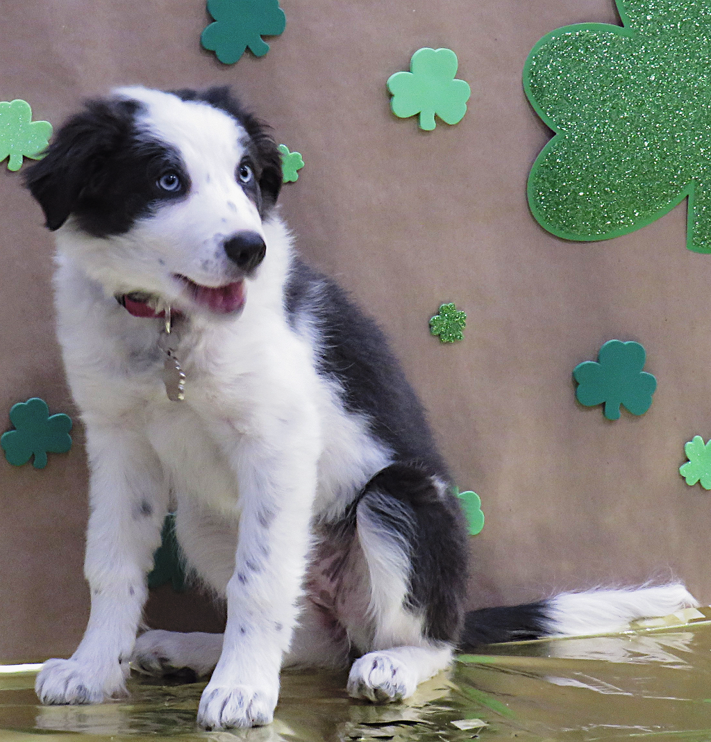 Dog Studio Photo 17