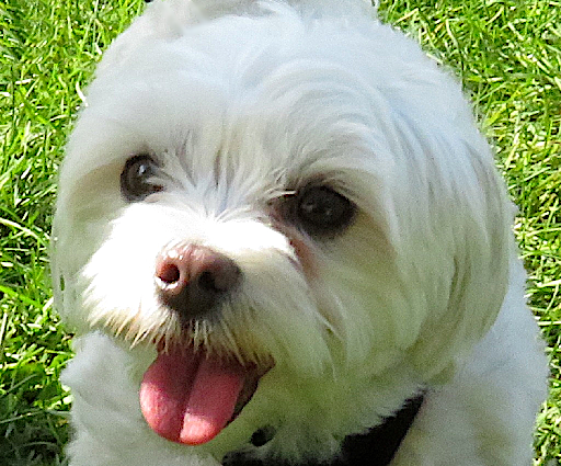 Dog Park Photo 23