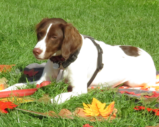 Dog Park Photo 24