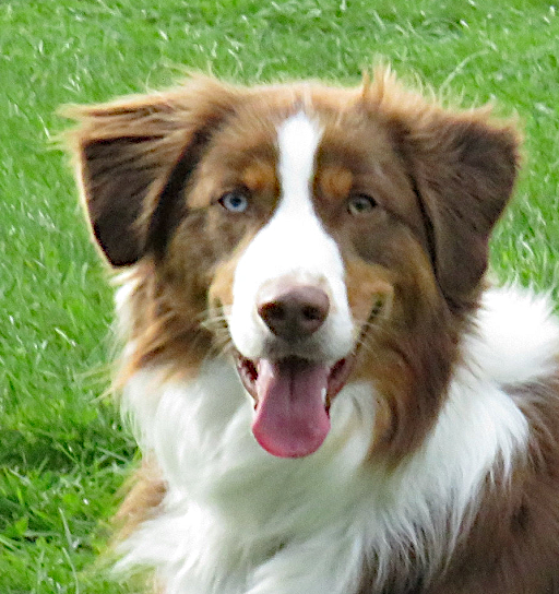 Dog Park Photo 25