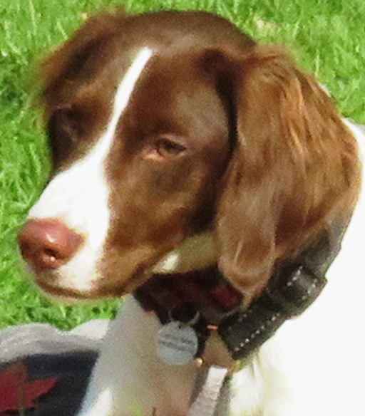 Dog Park Photo 26