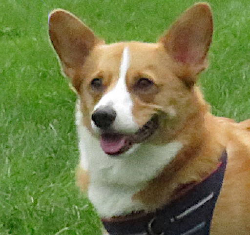 Dog Park Photo 28