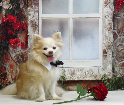 Valentines