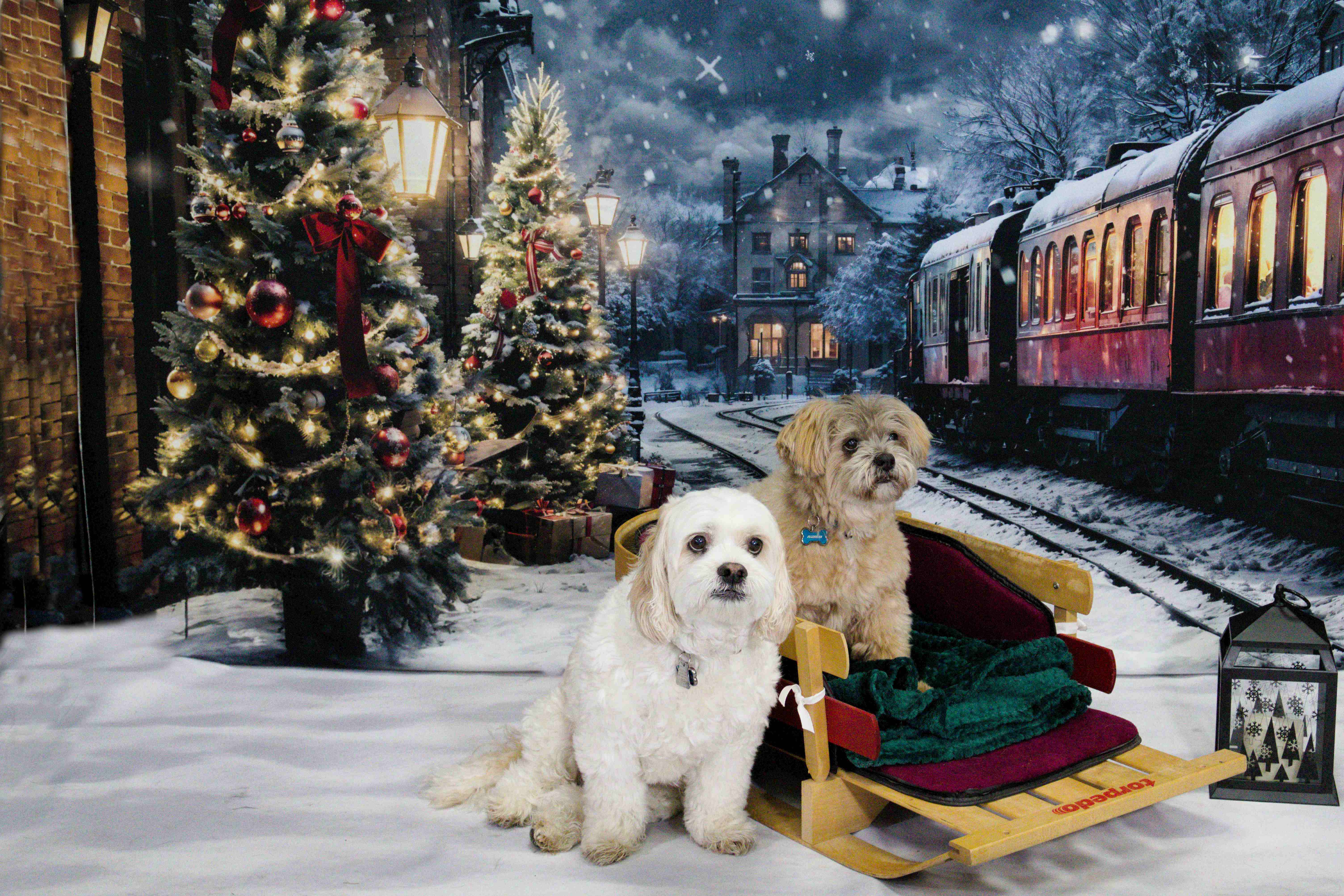 Dog Studio Photo 13