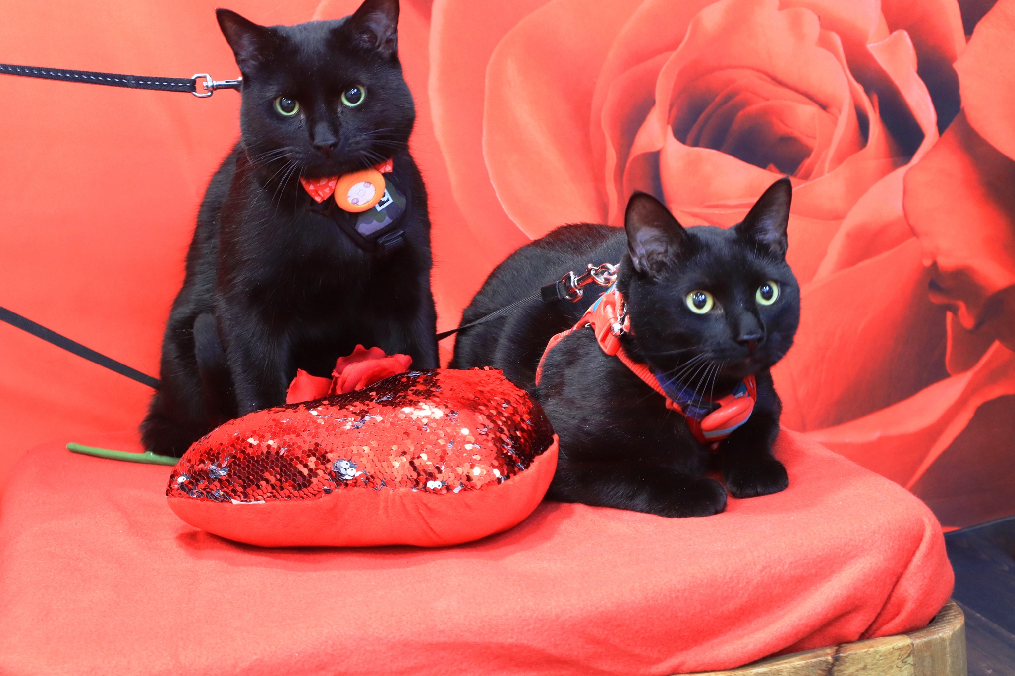 two cats